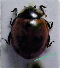 Attēlu rezultāti vaicājumam “Coccinella quinquepunctata”