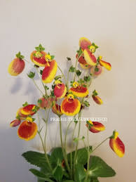 Image result for Calceolaria