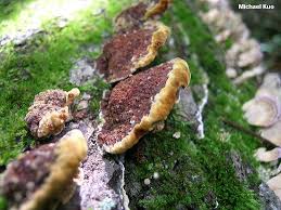 Attēlu rezultāti vaicājumam “Phellinus”