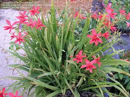 Attēlu rezultāti vaicājumam “Lophozia laxa”