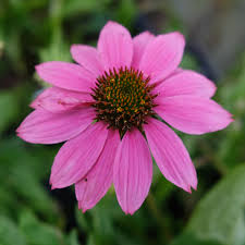 Image result for Echinacea purpurea