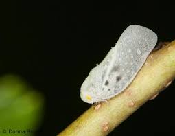 Attēlu rezultāti vaicājumam “Planaphrodes sp.”