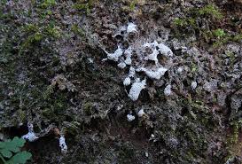 Attēlu rezultāti vaicājumam “Diderma subincarnatum plasmodium”