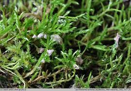 Attēlu rezultāti vaicājumam “Rimbachia neckerae”