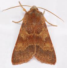 Attēlu rezultāti vaicājumam “Agrochola helvola”