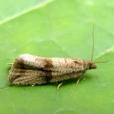 Attēlu rezultāti vaicājumam “Celypha siderana”