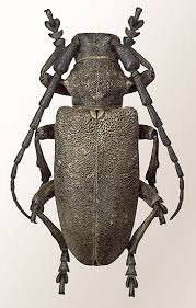 Attēlu rezultāti vaicājumam “Lamia textor”