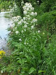 Attēlu rezultāti vaicājumam “Armoracia rusticana”