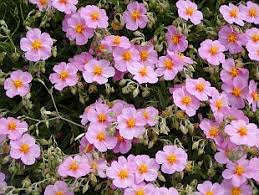 Attēlu rezultāti vaicājumam “Helianthemum x hybridum flower”