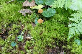 Attēlu rezultāti vaicājumam “Dicranella heteromalla”