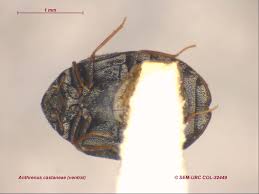 Attēlu rezultāti vaicājumam “Anthrenus sp. imago”