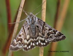 Attēlu rezultāti vaicājumam “Callistege mi”