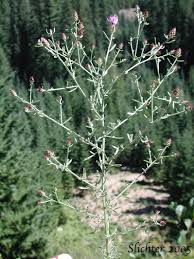 Attēlu rezultāti vaicājumam “Centaurea stoebe leaf”