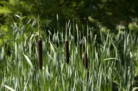 Image result for Rohrkolben