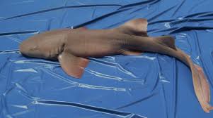 Image result for Scylliogaleus quecketti