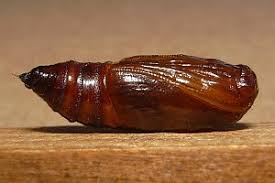 Attēlu rezultāti vaicājumam “Colostygia pectinataria male”