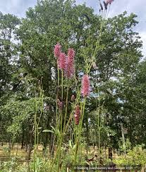 Image result for Sanguisorba officinalis