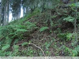 Attēlu rezultāti vaicājumam “Sciuro-hypnum curtum”