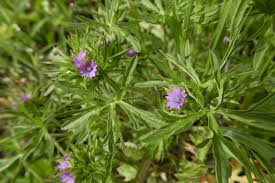 Attēlu rezultāti vaicājumam “Geranium dissectum fruit”