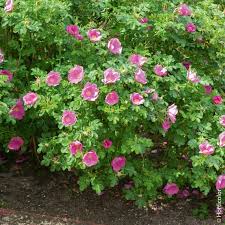 Attēlu rezultāti vaicājumam “Rosa villosa”