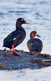 Attēlu rezultāti vaicājumam “Melanitta fusca”