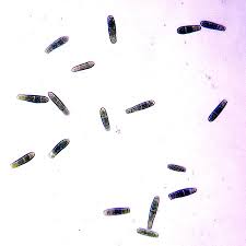 Attēlu rezultāti vaicājumam “Plagiothecium latebricola”