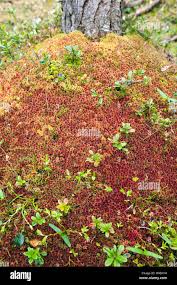 Attēlu rezultāti vaicājumam “Sphagnum magellanicum”