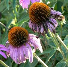 Image result for Echinacea angustifolia