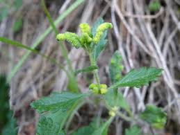 Attēlu rezultāti vaicājumam “Acalitus longisetosus”