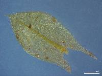 Attēlu rezultāti vaicājumam “Bryum pseudotriquetrum”