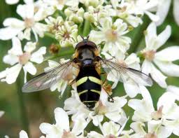 Attēlu rezultāti vaicājumam “Dasysyrphus tricinctus”