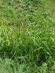 Attēlu rezultāti vaicājumam “Glyceria lithuanica”