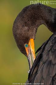 Image result for Phalacrocorax auritus
