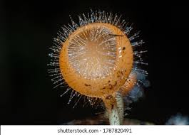 Attēlu rezultāti vaicājumam “Ascomycota”