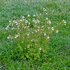 Attēlu rezultāti vaicājumam “Saxifraga granulata leaf”