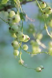 Attēlu rezultāti vaicājumam “Ribes spicatum”