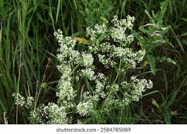 Attēlu rezultāti vaicājumam “Galium album flower”