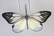 Attēlu rezultāti vaicājumam “Zygaena sp.”