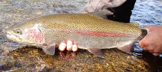 Image result for Dulverton Angling Association