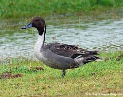 Attēlu rezultāti vaicājumam “Anas acuta”