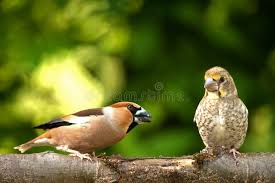 Attēlu rezultāti vaicājumam “Coccothraustes coccothraustes adult”