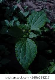 Attēlu rezultāti vaicājumam “Galinsoga quadriradiata leaf”