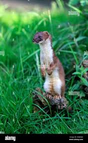 Attēlu rezultāti vaicājumam “Mustela erminea adult”