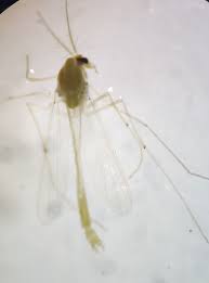 Attēlu rezultāti vaicājumam “Tanytarsus”