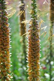 Image result for Digitalis ferruginea