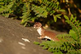 Attēlu rezultāti vaicājumam “Mustela nivalis adult”