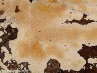 Attēlu rezultāti vaicājumam “Junghuhnia nitida”