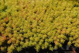 Attēlu rezultāti vaicājumam “Sedum sexangulare flower”