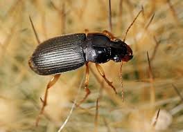 Attēlu rezultāti vaicājumam “Pseudoophonus rufipes”