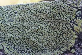 Attēlu rezultāti vaicājumam “Rhizocarpon geographicum”